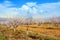 Apricot farm during sping season against Vayk mountain range, Vayots Dzor Province, Armenia