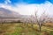 Apricot farm during sping season, Armenia