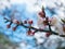 apricot flower bud on a tree branch branch with tree buds. Blossom tree over nature background. Spring flowers. Spring Background.