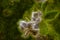 Apricot flower among young foliage fruit tree toned design with blur effect