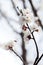 Apricot flowering in spring, close-up