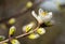 Apricot flowers blooming