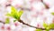 Apricot flowers blooming in spring