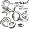 Apricot fruit set hand drawn vector illustration sketch