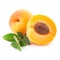 Apricot fruits