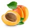 Apricot fruits isolated