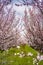 Apricot garden Beautiful flowering apricot orchards.