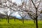 Apricot garden bloom in the Wachau, Lower Austria