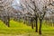 Apricot garden bloom in the Wachau, Lower Austria