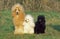 APRICOT GIANT POODLE WITH TWO BLACK AND WHITE POODLES
