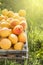 Apricot harvest in wooden box