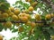Apricot harvest In Zdolbuniv