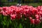 Apricot Impression Tulips at Veldheer Tulip Garden in Holland