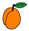 Apricot isolated icon. Fruit on branch with leaf. Orange apricot logo