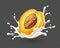 Apricot juicy fruit falling into milk yoghurt splash. Vector illustration.