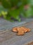 Apricot Kernels on wooden table with greenery