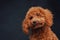 Apricot miniature poodle with curly fur posing against dark background