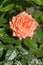 Apricot orange Floribunda Bush Rose â€˜Perfect Petâ€™. Closeup, selective focus