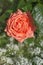 Apricot orange Floribunda Bush Rose â€˜Perfect Petâ€™. Closeup, selective focus