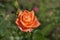 Apricot orange Floribunda Bush Rose â€˜Perfect Petâ€™. Closeup, selective focus