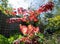 Apricot Parrot tulips amongst other plants, shrubs and greenery in a slightly neglected, messy, overgrown suburban garden.