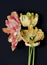 Apricot Parrot Tulips isolated on black background
