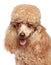 Apricot poodle puppy portrait