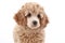 Apricot poodle puppy (series)