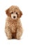 Apricot poodle puppy series