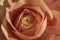 Apricot rose macro background