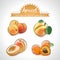 Apricot. Set of fresh fruit, whole, half and bitten with leaf. Vector illustration. Isolated