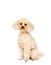 Apricot small poodle sitting on a white background