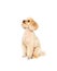 Apricot small poodle sitting on a white background