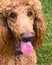 Apricot Standard Poodle