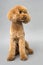 Apricot standard poodle