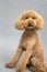 Apricot standard poodle