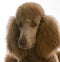 apricot standard poodle