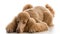 apricot standard poodle