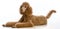 apricot standard poodle