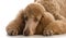 apricot standard poodle