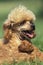 Apricot Standard Poodle, Mother and Pup on Grass