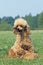 Apricot Standard Poodle, Mother and Pups on Grass