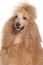 Apricot Standard Poodle portrait