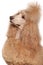 Apricot Standard Poodle portrait