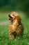 Apricot Toy Poodle, Adult standing on Grass