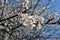 Apricot tree blossom close up detail flowers on spring sky background