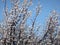 Apricot tree branches covered with numerous snow-white flowers