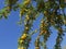 Apricot tree branches of the Genus Prunus laden down with ripe fruit ready for picking.