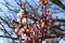 Apricot tree branches strewn with buds and white flowers on a sunny day in early spring