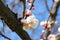 Apricot tree branches strewn with buds and white flowers on a sunny day in early spring